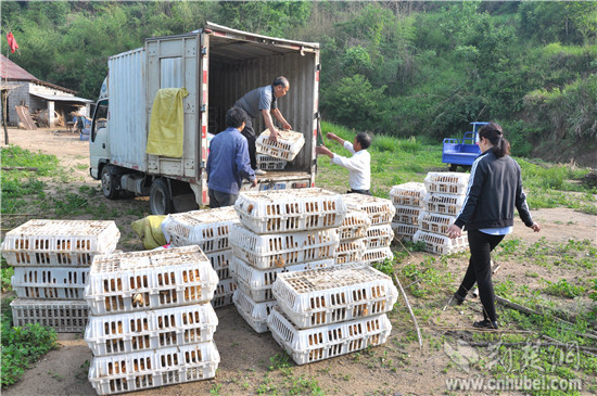 英山茶乡鸡养殖专业合作社为养殖户送鸡苗