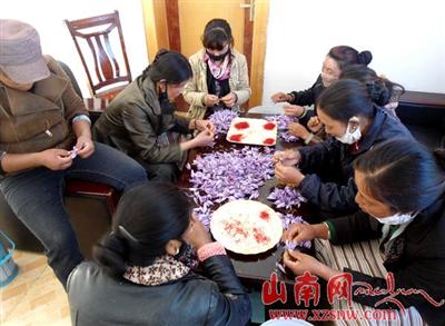 西藏山南贡嘎县藏红花种植为农牧民增收