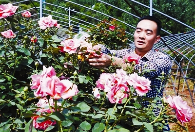 湖北十堰：打工者回乡种玫瑰丰收在望