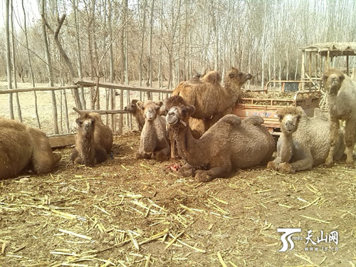 新疆莎车县农民麦麦提：我靠养骆驼发家致富