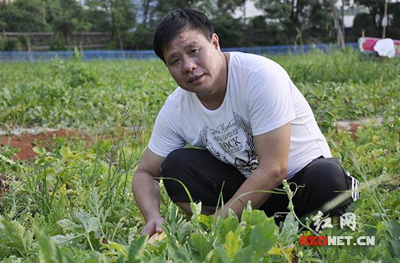 黄爱华：“黑美人”西瓜铺就甜蜜致富路