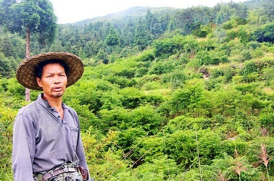 一个农民“土专家”的致富梦想与红豆杉情结