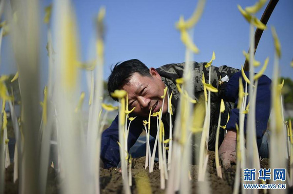 胡国华在仔细查看芋芽的长势（3月25日摄）。