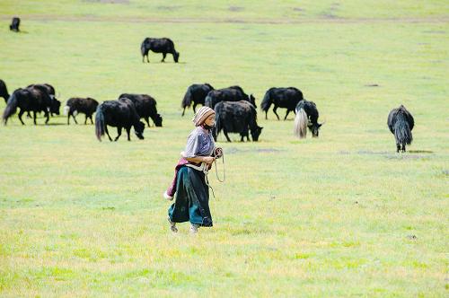 9月3日，在甘肃省甘南藏族自治州玛曲县，一位藏族牧民在草场照看牦牛。
