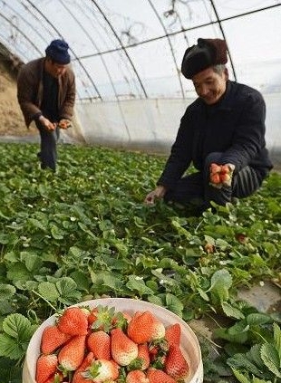 宁夏银川贺兰县：草莓飘香富农家