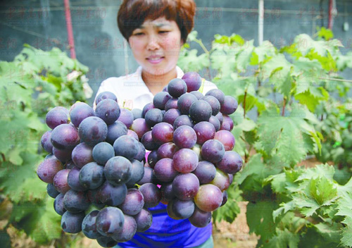 山东青岛：费时三年培育，温室葡萄熟两季