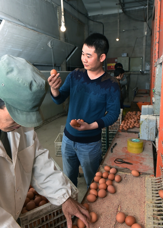 汪峰通过对鸡蛋外表观察，检测其品质，适时调整饲养方法。