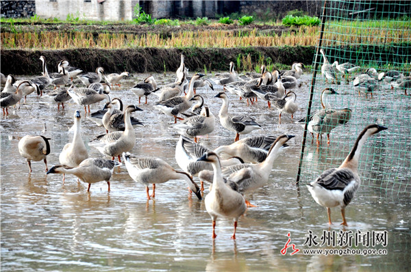 李锋：特色养殖里的“致富经”