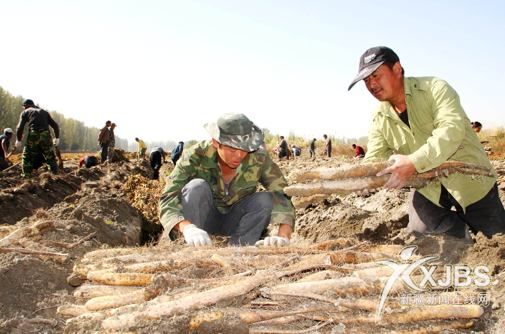 21团种植山药亩产3.5吨 纯利7000多元