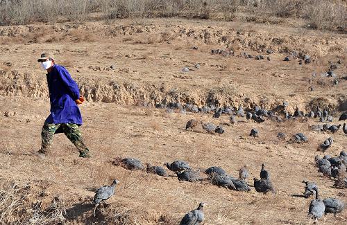 11月27日，在宁夏回族自治区西吉县震湖乡珍珠鸡养殖基地内，工作人员在巡查山坡上放养的珍珠鸡。