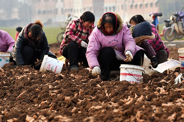 1月12日，武陟县北郭乡下庄村的村民在采收地黄。