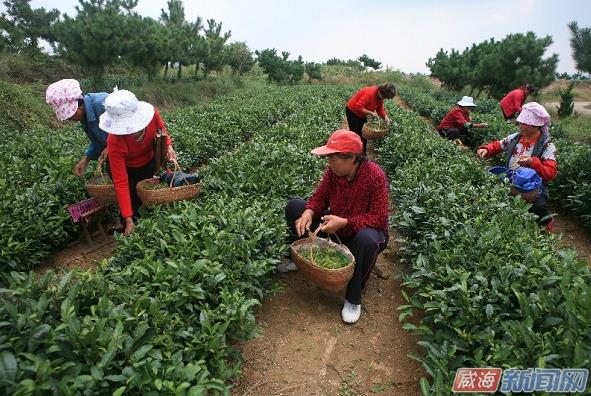 山东乳山近千亩茶园增产两成 惠农政策好富了种茶人
