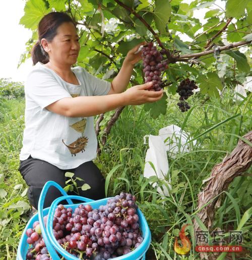 张莉：爱上黄土地的女人