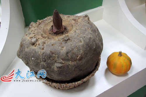 全南县南迳镇大田村种植的最大的芋头和最小的南瓜