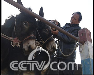 醴陵孔雀养殖场 母鸡孵蛋易成长