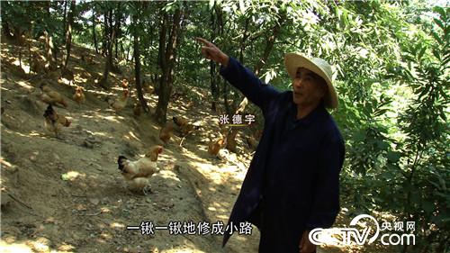 张德宇：62岁因为一个秘密进山养鸡