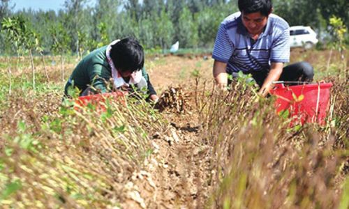 聊城茌平的农民正忙着收获花生。(资料片)