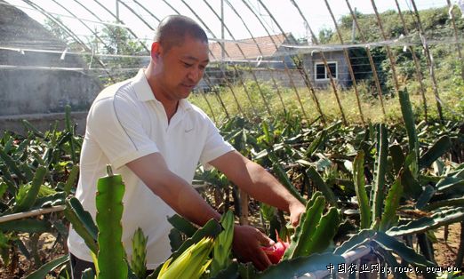 山东莱山农民引进种植火龙果 热带水果让市民尝鲜