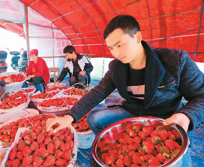 1月4日，安徽省庐江县汤池镇“草莓男孩”张杰正在自己的大棚里收获新鲜草莓。