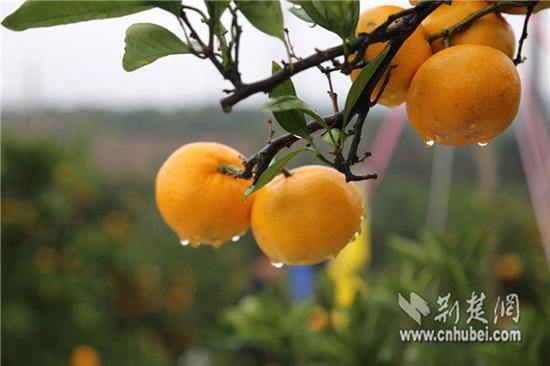 赵兴武：种植柑橘35载 年售300多万斤
