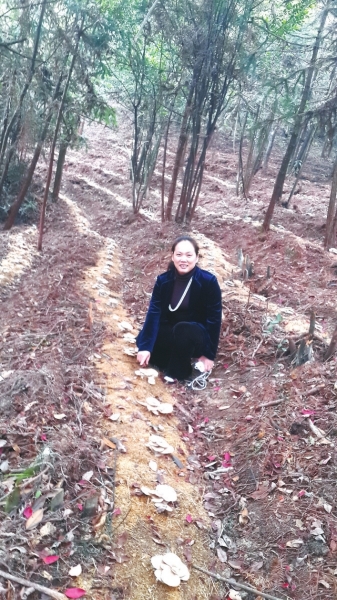 仙游县人参果农林观光开发公司在游洋镇建立林下平菇、竹荪示范基地。