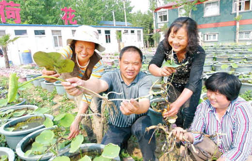 濉溪县南坪镇任集村技术人员正在讲解盆栽荷花种植技术