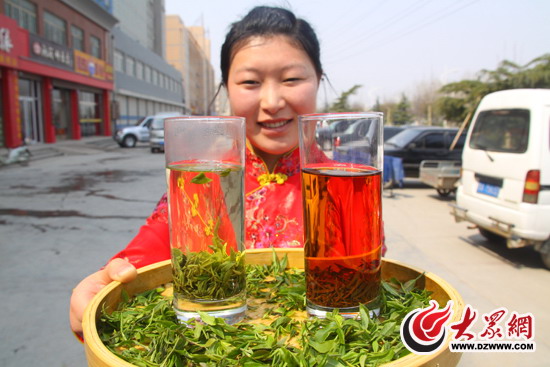济南长清新茶上市 种植“泉城绿”富了山里人