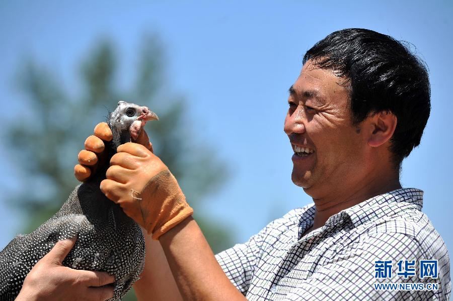 7月29日，在宁夏西吉县震湖乡张撇村，毛志军在他创办的珍珠鸡林下养殖基地内查看珍珠鸡的生长状况