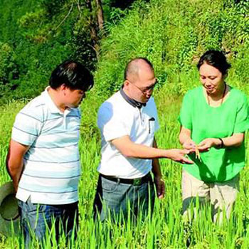 图为：王宝霞（右一）与檀林镇党委书记徐波（中）查看胭脂稻结实情况。