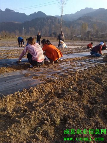 甘肃成县红川镇引种油牡丹 圆民致富梦