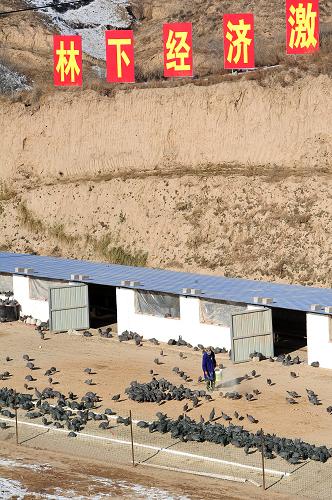 11月27日，在宁夏回族自治区西吉县震湖乡珍珠鸡养殖基地内，工作人员在珍珠鸡放养的林区内抛撒玉米饲料。