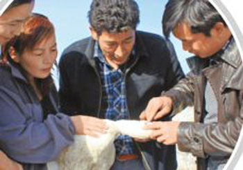 新疆乌恰县：牧民养鱼苏打水 还养天鹅插一腿