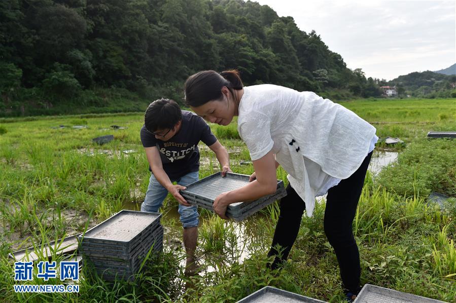李晓文夫妇在土壤改良及生态修复试验田搬运育秧盘（5月3日摄）。