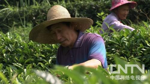 福建光泽县：屡战屡败全省闻名之后《致富经》