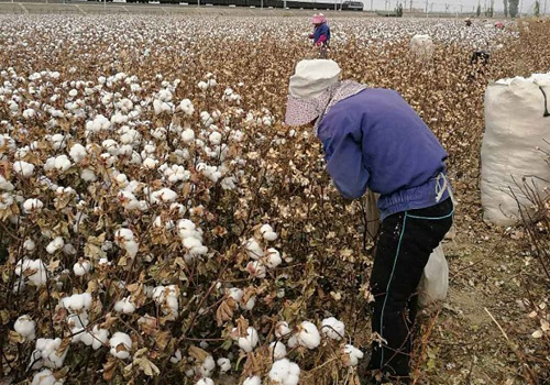 青海海东：签订单种富硒蒜，王国新两年脱贫