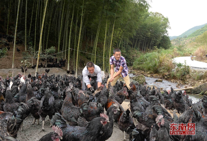 林仁绚（左）和邱振石在竹林旁用稻谷养鸡。
