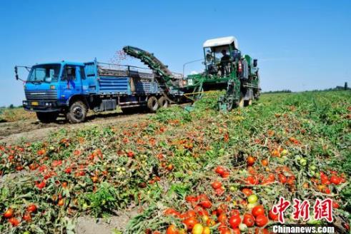 中国最大亨氏番茄种植基地新疆吉木萨尔县2.1万亩亨氏番茄开始收获