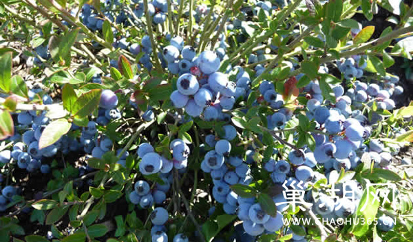蓝莓果园占地约120亩 蓝莓丰产乐果农