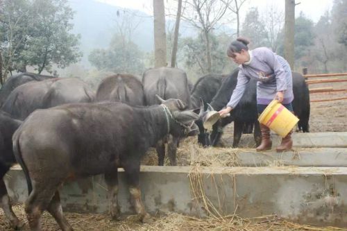 谭贞娟：养牛创业，带动全村致富