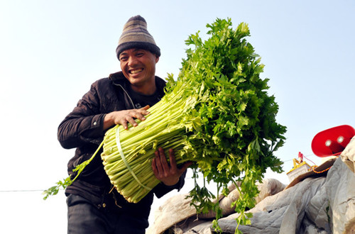 新疆兵团八十九团温室大棚种植户“佳节”巧增收