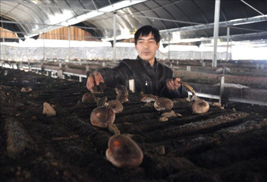 刘小明正在采摘成熟的香菇