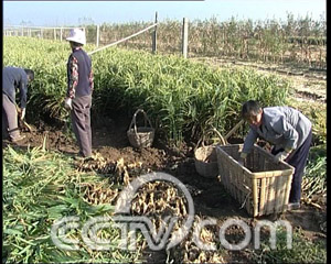 湖北天门祖师村：蔬菜大棚带动30多户贫困户增收