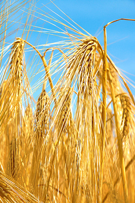 关于做好2019年度小麦节水品种及配套技术推广补贴项目供种工作的通知