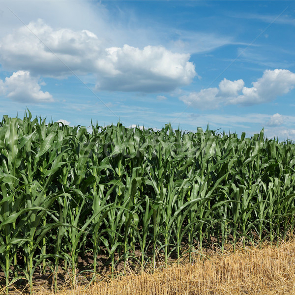小麦精播高产栽培技术